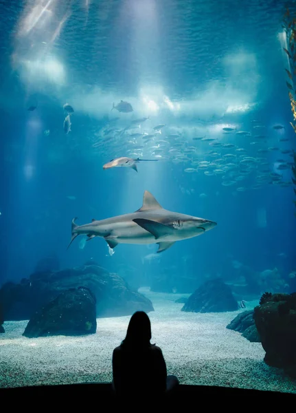 Oceanarium Underwater World. One Person Watching Shark in a Oceanarium. Beauty of the Lisbon Oceanarium. The Dark Silhouettes of Visitors in the Backlight