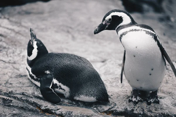 Groep Magelhaense Penquins Spheniscus Magellanicus — Stockfoto