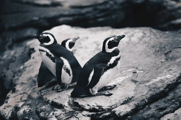 Grupo Dos Penquinos Magalhães Spheniscus Magellanicus — Fotografia de Stock