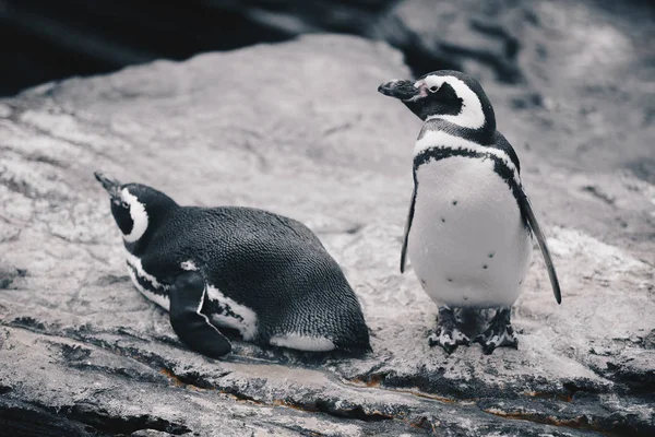 Groep Magelhaense Penquins Spheniscus Magellanicus — Stockfoto