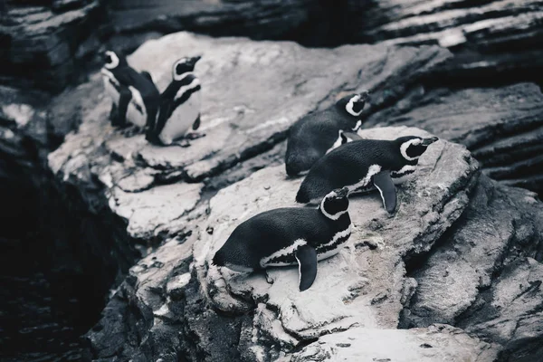 Gruppo Dei Pinguini Magellanici Spheniscus Magellanicus — Foto Stock
