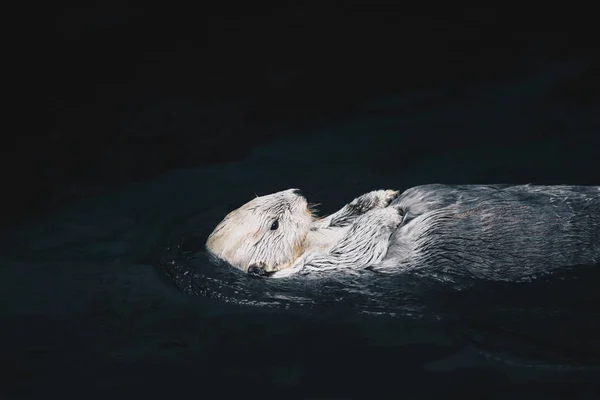 Lontra Marinha Flutuando Água — Fotografia de Stock