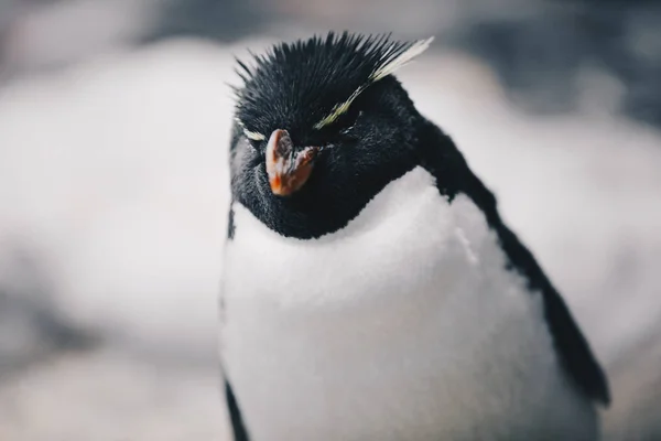 Primo Piano Pinguino Rockhopper Meridionale Eudyptes Chrysocome — Foto Stock