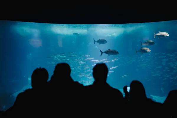 Подводный Мир Океанариума Группа Людей Наблюдающих Рыбой Океанариуме Красота Лиссабонского Стоковое Изображение