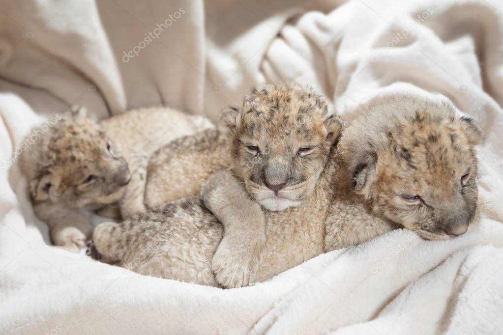 Three cute lions cubs (Panthera leo), two weeks old