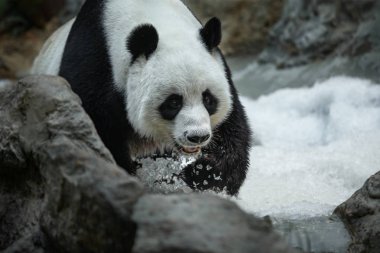 Kar üzerinde komik panda