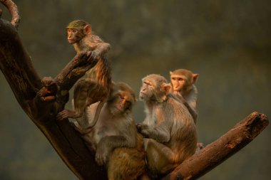 Maymunlar bir parkta şube aile