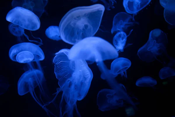 Méduses Avec Lumière Éclairée Nageant Dans Aquarium — Photo