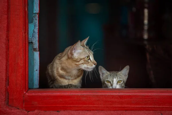 赤猫ネコを見て窓辺に座って窓の外 — ストック写真