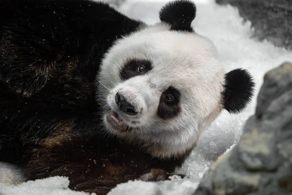 Rolig Panda Snön — Stockfoto