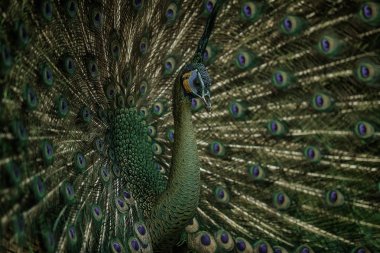 Genç yeşil tavus kuşu (Pavo muticus yayılmış kuyruğunu gösterilen)