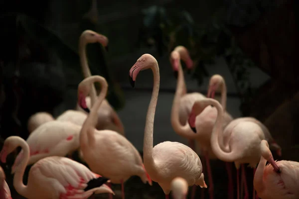 Close Heads American Flamingos Phoenicopterus Ruber — Stock Photo, Image