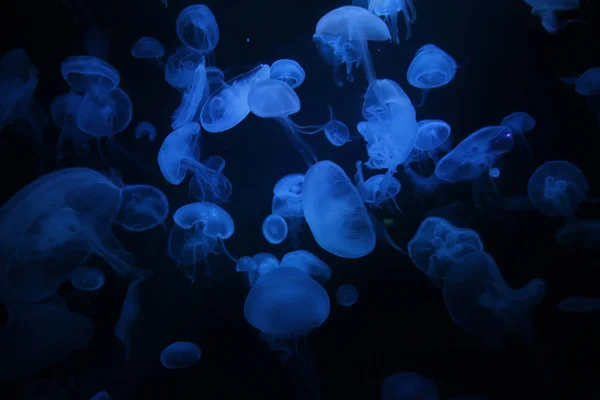 Jellyfishes — Stock fotografie