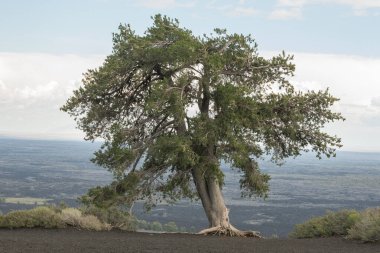 Uçurumdaki yeşil ağaç