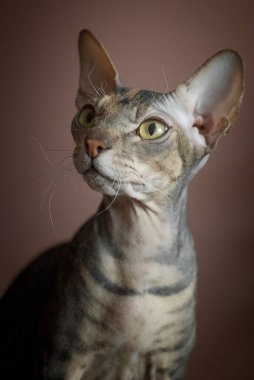 Kel kedi kahverengi arka planda Sfenks portresi