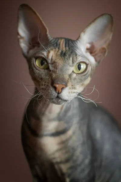 Potret Kucing Botak Sphinx Pada Latar Belakang Coklat Yang Seragam — Stok Foto