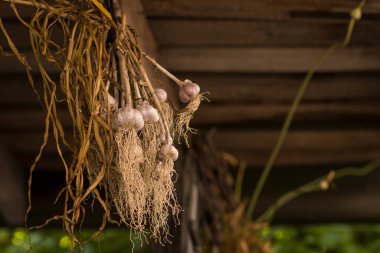 sarımsak - bahçe / garaj (kurutma)