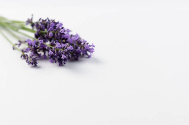 Beyaz arkaplanda lavanta çiçekleri