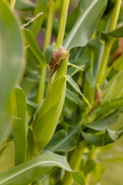 Bahçedeki mısır bitkisi