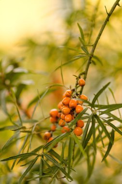 Deniz dikenleri ve yeşil arka plan