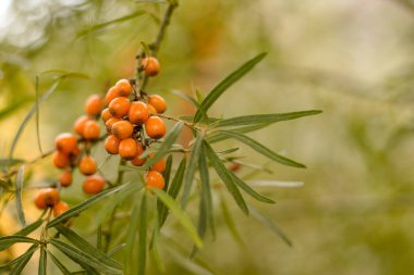 Deniz dikenleri ve yeşil arka plan