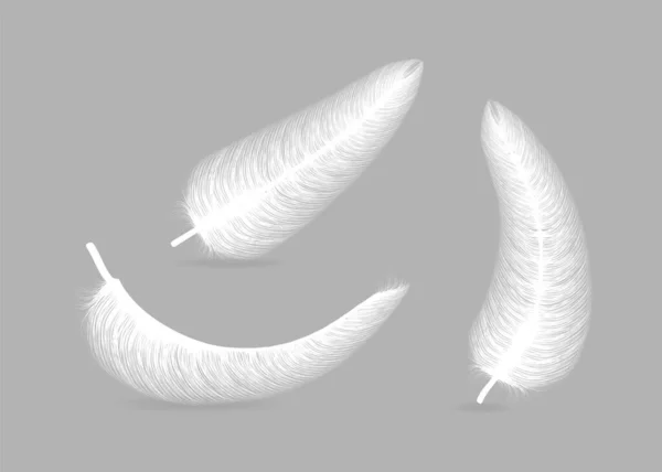 Pluma esponjosa con vector de sombra realista conjunto aislado sobre fondo transparente. — Archivo Imágenes Vectoriales