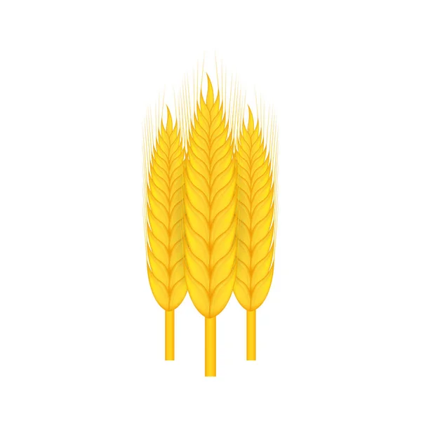 Mazzo realistico di grano, avena o orzo isolato su sfondo bianco. Illustrazione dello stock vettoriale. — Vettoriale Stock