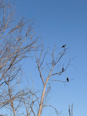 Kış ağacına tünemiş üç karga. Halk parkındaki kuşlar, vahşi doğada.