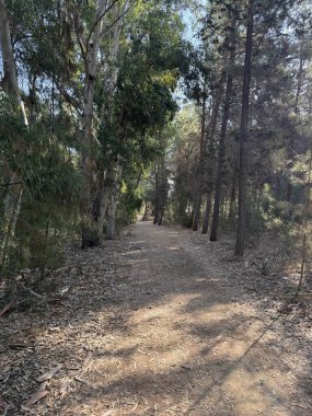 Ağaçlar Ormanı 'nda Kirli Yol