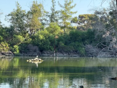Su kuşu ve çiftlik kuşları halka açık bir parkta, vahşi doğada. Kazlar, ördekler, tatlı su deposunun yakınındaki vahşi su kuşları..