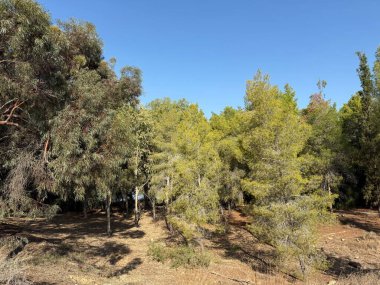 Kamu parkında yürüyüş yolu, okaliptüs, köknar, ladin, yaprak döken ağaçlar. Parkta yola çıkan beton yol. Ağaçlardan oluşan bir ormanın içindeki toprak yol..