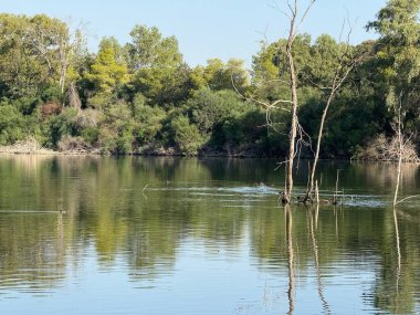 Su kuşu ve çiftlik kuşları halka açık bir parkta, vahşi doğada. Kazlar, ördekler, tatlı su deposunun yakınındaki vahşi su kuşları..