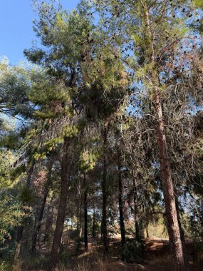 Kamu parkında yürüyüş yolu, okaliptüs, köknar, ladin, yaprak döken ağaçlar. Parkta yola çıkan beton yol. Ağaçlardan oluşan bir ormanın içindeki toprak yol..