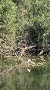 Büyük beyaz bir balıkçıl göldeki dallara yaslanır..