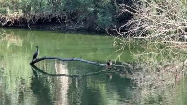Su kuşu ve çiftlik kuşları halka açık bir parkta, vahşi doğada. Kazlar, ördekler, tatlı su deposunun yakınındaki vahşi su kuşları..