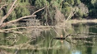 Su kuşu ve çiftlik kuşları halka açık bir parkta, vahşi doğada. Kazlar, ördekler, tatlı su deposunun yakınındaki vahşi su kuşları..