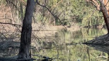 Su kuşu ve çiftlik kuşları halka açık bir parkta, vahşi doğada. Kazlar, ördekler, tatlı su deposunun yakınındaki vahşi su kuşları..
