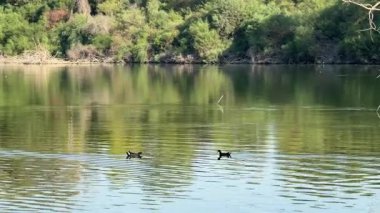 Su kuşu ve çiftlik kuşları halka açık bir parkta, vahşi doğada. Kazlar, ördekler, tatlı su deposunun yakınındaki vahşi su kuşları..