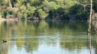 Su kuşu ve çiftlik kuşları halka açık bir parkta, vahşi doğada. Kazlar, ördekler, tatlı su deposunun yakınındaki vahşi su kuşları..