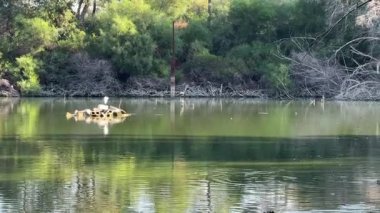 Su kuşu ve çiftlik kuşları halka açık bir parkta, vahşi doğada. Kazlar, ördekler, tatlı su deposunun yakınındaki vahşi su kuşları..