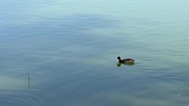 Su kuşu ve çiftlik kuşları halka açık bir parkta, vahşi doğada. Kazlar, ördekler, tatlı su deposunun yakınındaki vahşi su kuşları..