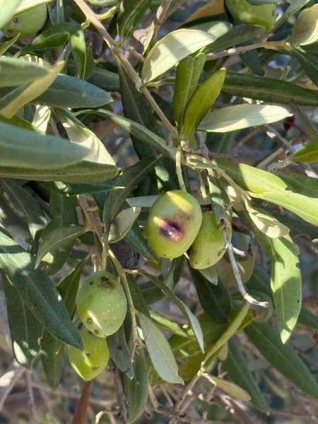 Yeşil zeytinli zeytin dalına yakın çekim. Akdeniz, Avrupa, Kıbrıs adası.