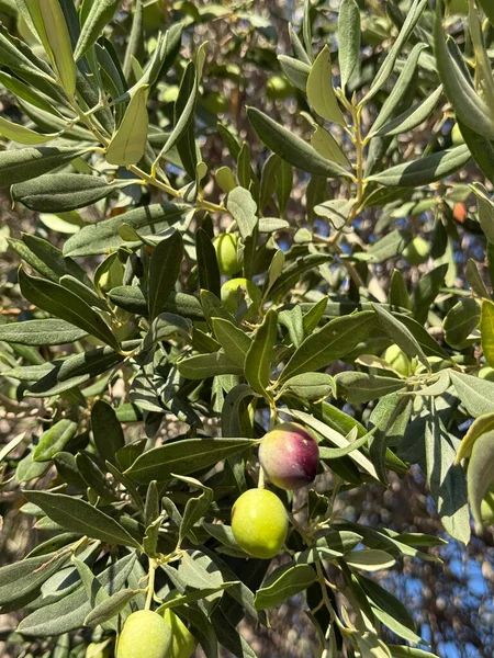 Yeşil zeytinli zeytin dalına yakın çekim. Akdeniz, Avrupa, Kıbrıs adası.