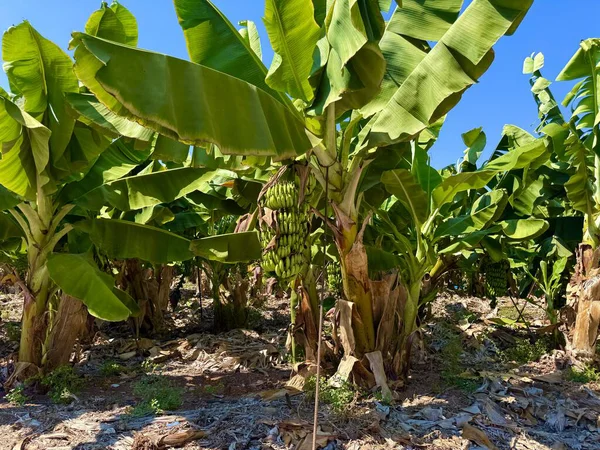 Olgunlaşmamış muzlu muz ağacı. Güneşli bir günde mavi gökyüzü olan muz tarlası.