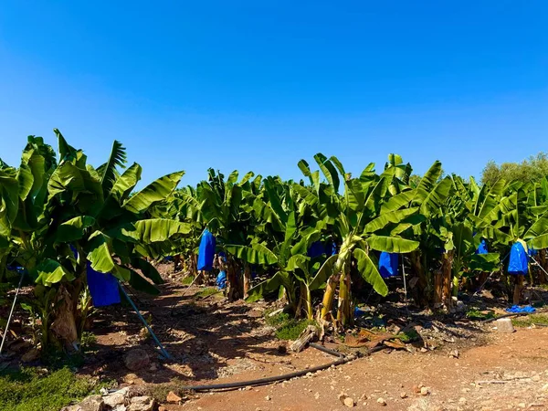 Olgunlaşmamış muzlu muz ağacı. Güneşli bir günde mavi gökyüzü olan muz tarlası.