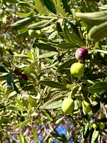 Yeşil zeytinli zeytin dalına yakın çekim. Akdeniz, Avrupa, Kıbrıs adası.