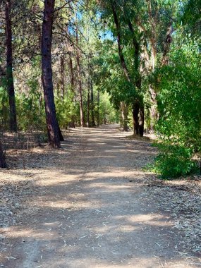 Kamu parkında yürüyüş yolu, okaliptüs, köknar, ladin, yaprak döken ağaçlar. Parkta yola çıkan beton yol. Ağaçlardan oluşan bir ormanın içindeki toprak yol..