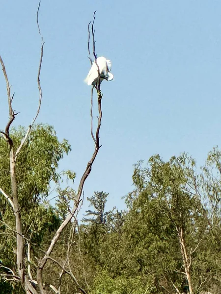 Beyaz balıkçıl bir ağacın tepesine tünemiş. Su kuşlu bir gölet halka açık bir parkın ortasındadır..