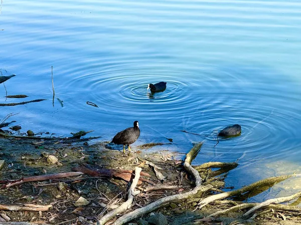 Avrasyalı bir yaban ördeği halka açık bir parkta tatlı su havuzunda yüzer. Vahşi doğada su kuşu.