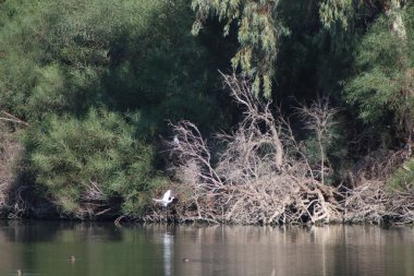 Akbalıkçıllar suyun üzerinde uçar. Halk parkının ortasında su kuşu olan bir gölet..